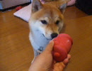 柴犬すもも　ポストのおもちゃで遊ぶ