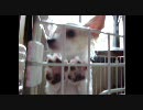 チワワのチロ - 暇をもてあますの巻 -