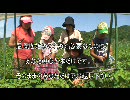 農業求人を支援する山梨のNPO Agricultural job offer 农业招人