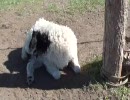 26.takaとkayoの世界旅行★オルホン滝→ツェツェルレグ　動画