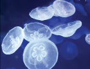 【オリジナル】Moon Jellyfish【ナイトアクアリウム】