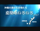 座間味いろいろ　その7