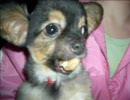 うちの犬の毛を刈りました。