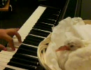 トルコ行進曲の練習を銀鳩の雛に聴かせる