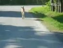 動物をこよなく愛する中国人