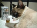 ふりむけば猫