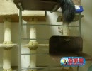 子猫のマロンvs巨大しっぽ！？