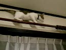 綱渡りするネコ