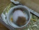新しい家族（ハムスター）