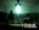 ビフォア⇔アフターされたミシニ水槽