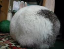 うさぎの毛を抜くだけ