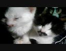 保護したねこの過去動画6