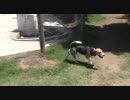 ビーグル５