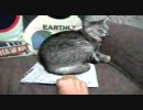 新聞をとらせてくれない猫(ぬこぬこ動画)
