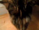 犬と猫のせいかつ