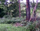 セミの居る方向 ～ 音の方向性とは ～ バイノーラル録音