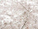 コブクロの桜を歌ってみた