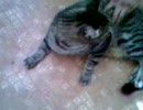 CAT SPIN ５