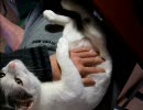 うちの猫10