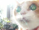 22歳のネコ【チョキ】の生活 NO.29 まとめ