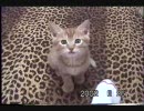 庭に産み落とされてた生後2日の子猫を育てる ３