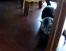 ゴキブリを見たことのないねこにＨＥＸ　ＢＵＧ見せてみた4