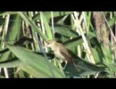 オオヨシキリの捕虫