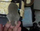 ハツカネズミのマルコとカーチス-3