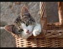 可愛い猫画像でまったりと。