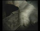 零～月蝕の仮面～　とりあえず実況プレイ　Part11