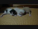目が開いた