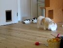 福岡の猫カフェ「猫カフェ　Ｃｌａssic」　７／２７