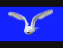 白フクロウBB