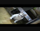 実家の猫が遊ぶ様を見る動画