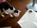 牛柄猫家族03  ～づらです～