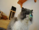 福岡の猫カフェ「猫カフェ　Ｃｌａssic」　７／２８