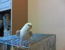 セキセイインコがラドン状態！！【大福＆茶柱】