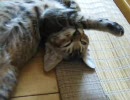 【ぬこ】子猫を拾ったので飼ってみた～その六～【猫】