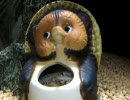 どじょうがタヌキのはらわたを喰い破って飛び出してくる映像・・・