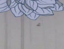 あさき / 蛍