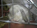 見てると眠くなる兎のウトウト