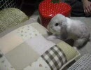 部屋でうさぎが遊んでます