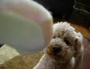 うちの犬がひたすらおもちゃを振り回しているようです