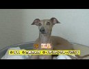 【今週のペット】エル(イタリアングレーハウンド 2歳6ヵ月)