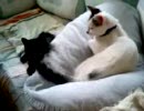 しろぬこさんとくろぬこさん