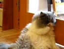 福岡の猫カフェ「猫カフェ　Ｃｌａssic」　７／３０