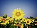 Saju - song for myself