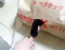 袋から生えてくる黒いのをいじって遊んでみる動画【黒猫】