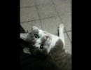 【お詫び動画】ねこさんにあまえられておうちに帰れない。