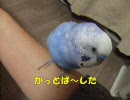 おしゃべりインコぴのこ　昔話シリーズ8 「野球」